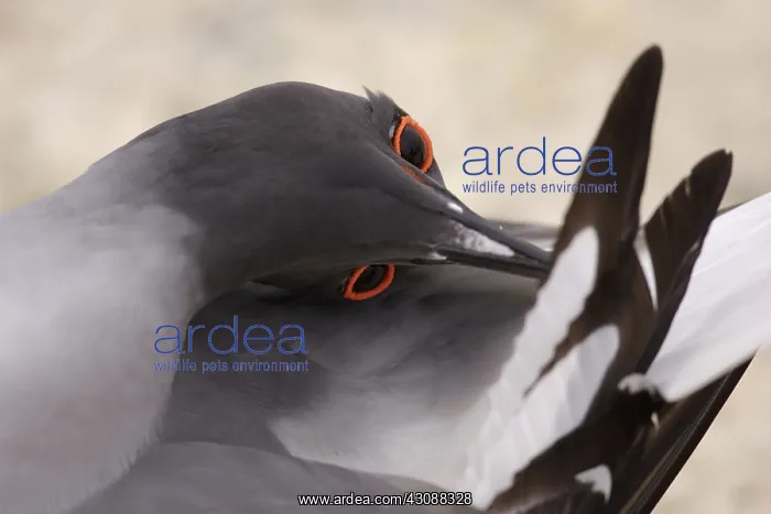 : Swallow-tailed Gull preening : Swallow-tailed Gull preening