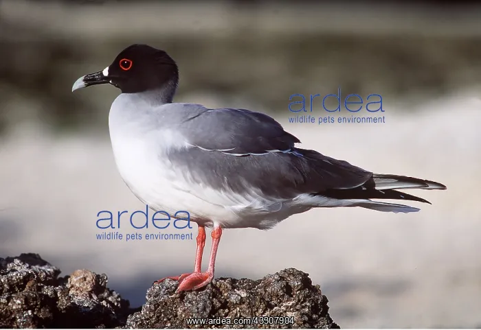 : SWALLOW-TAILED GULL - on rock : SWALLOW-TAILED GULL - on rock
