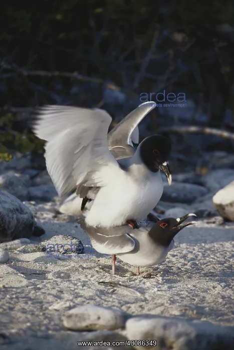  : Swallow-tailed Gulls
