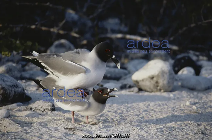: Swallow-tailed Gulls : Swallow-tailed Gulls
