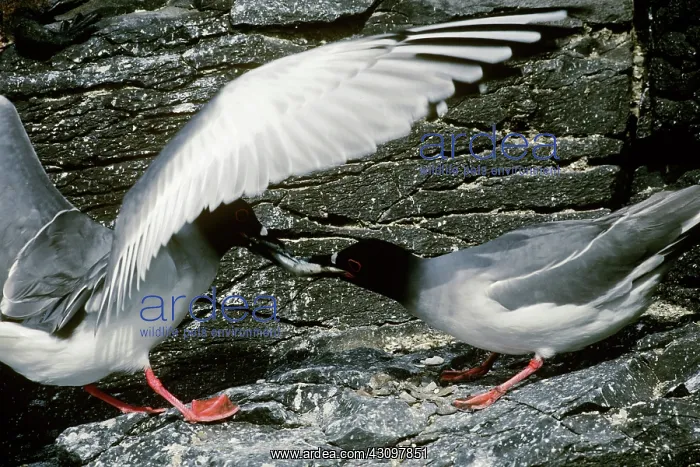 : Swallow-Tailed Gulls : Swallow-Tailed Gulls