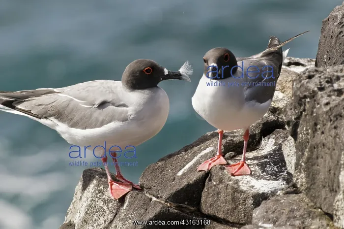: Swallow-tailed gulls : Swallow-tailed gulls