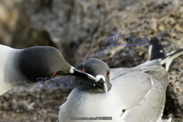  : Swallow-tailed gulls