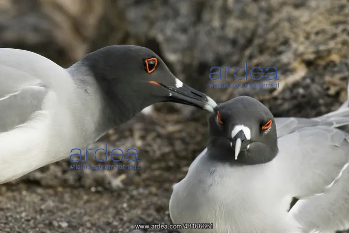 : Swallow-tailed gulls : Swallow-tailed gulls