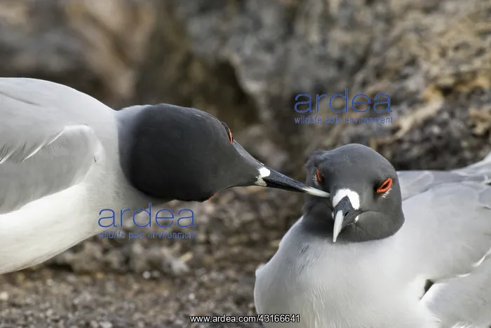 : Swallow-tailed gulls : Swallow-tailed gulls