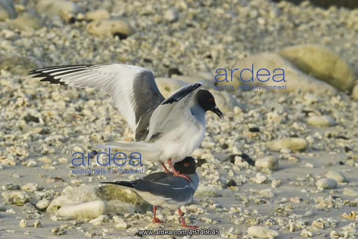 : Swallow-tailed gulls mating : Swallow-tailed gulls mating