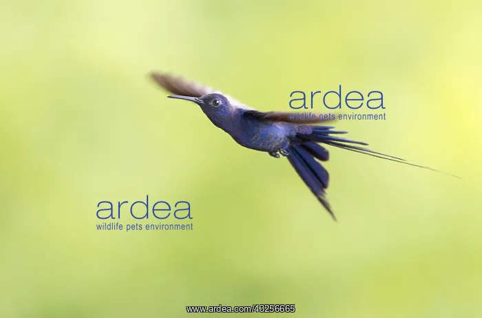 : Swallow-tailed Hummingbird (Eupetomena macroura : Swallow-tailed Hummingbird (Eupetomena macroura