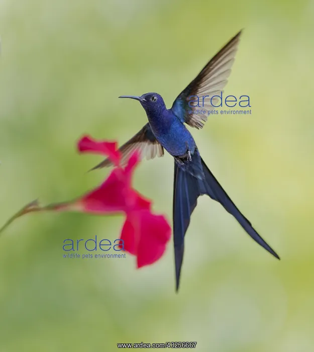 : Swallow-tailed Hummingbird (Eupetomena macroura : Swallow-tailed Hummingbird (Eupetomena macroura