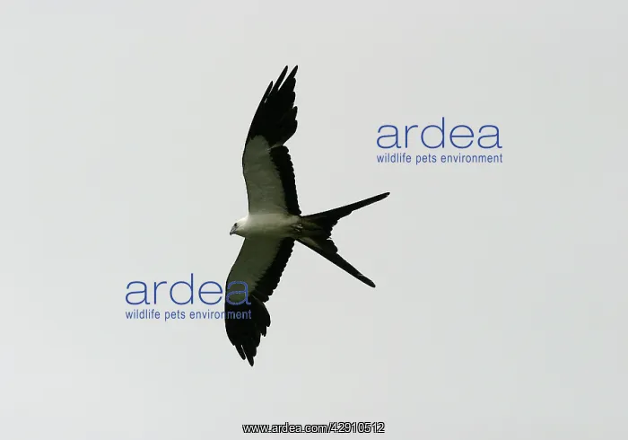  : Swallow-tailed Kite