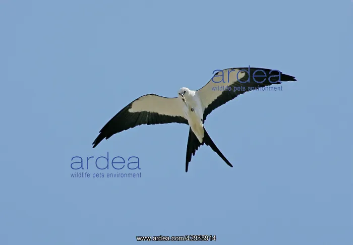 : Swallow-tailed Kite : Swallow-tailed Kite