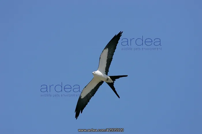 : Swallow-tailed Kite : Swallow-tailed Kite