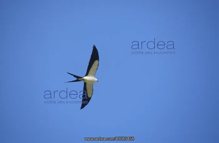 : Swallow-Tailed Kite : Swallow-Tailed Kite