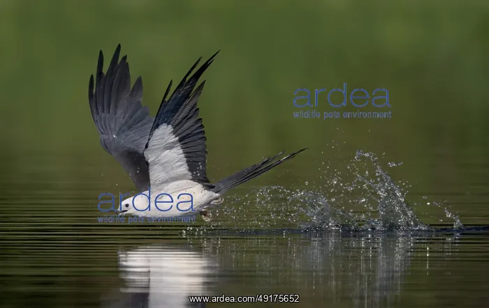 : Swallow-tailed Kite (Elanoides forficatus) drinking in flight : Swallow-tailed Kite (Elanoides forficatus) drinking in flight