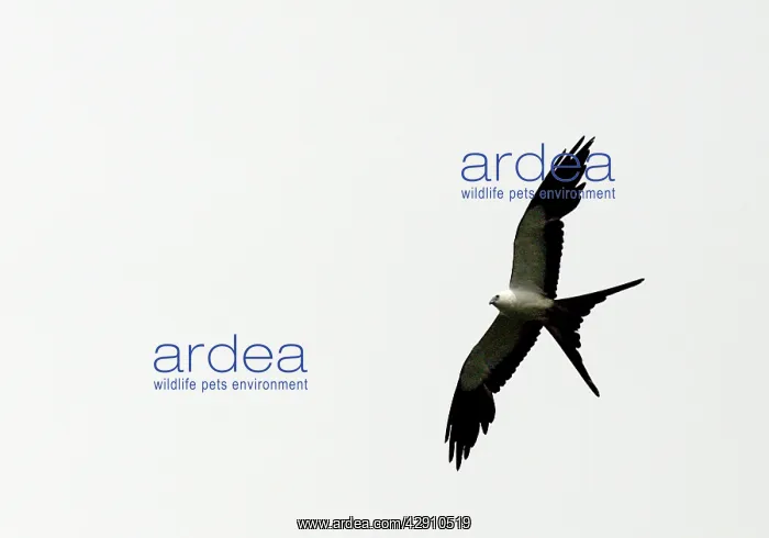 : Swallow-tailed Kite - in flight : Swallow-tailed Kite - in flight