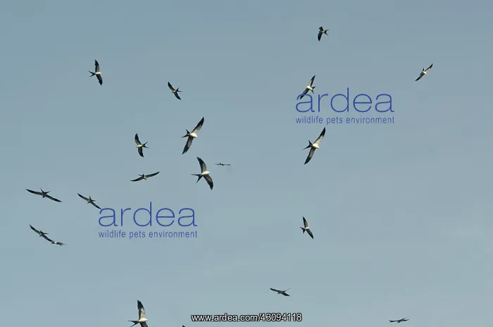 : Swallow-Tailed Kite Flock : Swallow-Tailed Kite Flock