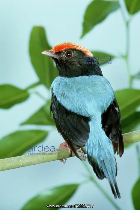  : Swallow-tailed Manakin