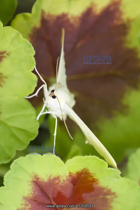 : Swallow-tailed Moth - Norfolk UK : Swallow-tailed Moth - Norfolk UK