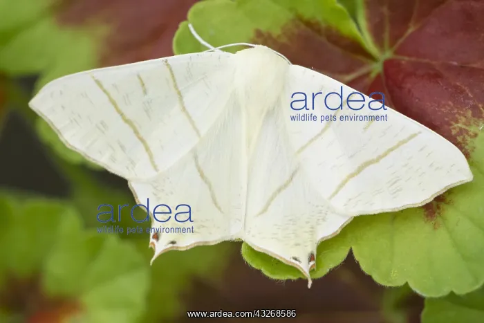 : Swallow-tailed Moth - Norfolk UK : Swallow-tailed Moth - Norfolk UK