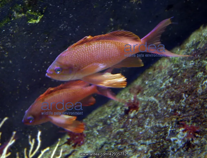: Swallow tailed seaperch : Swallow tailed seaperch