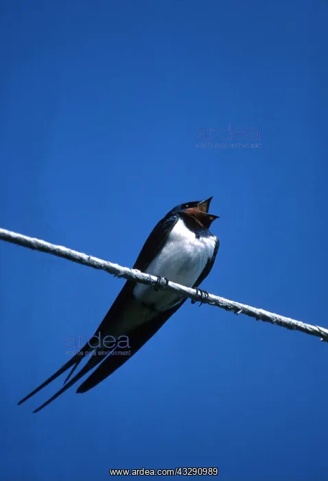 : SWALLOW - on telegraph wire : SWALLOW - on telegraph wire