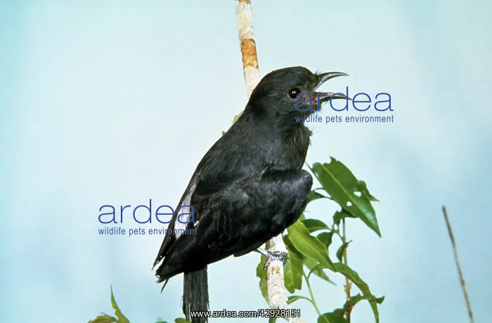 : Swallow-winged Puffbird : Swallow-winged Puffbird