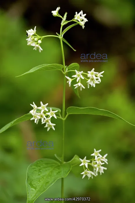 : Swallow-wort - in flower - toxic and medicinal plant : Swallow-wort - in flower - toxic and medicinal plant