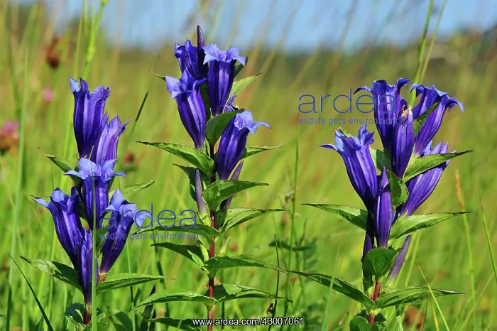 : Swallow Wort Gentian highmoor Rothenthurm : Swallow Wort Gentian highmoor Rothenthurm