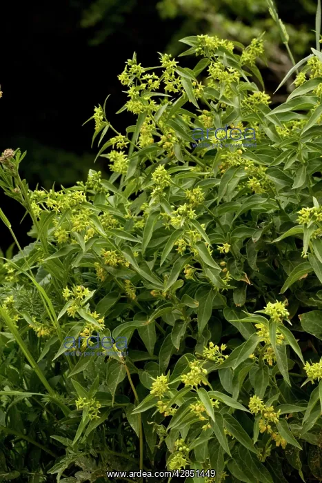 : Swallow-wort - Medicinal and toxic plant : Swallow-wort - Medicinal and toxic plant