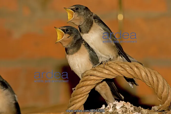 : Swallow - two young with mouths open begging perched : Swallow - two young with mouths open begging perched