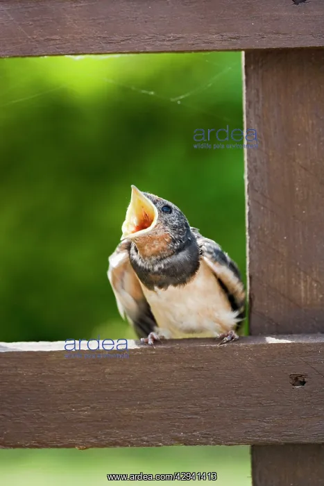 : Swallow - youngster food begging : Swallow - youngster food begging