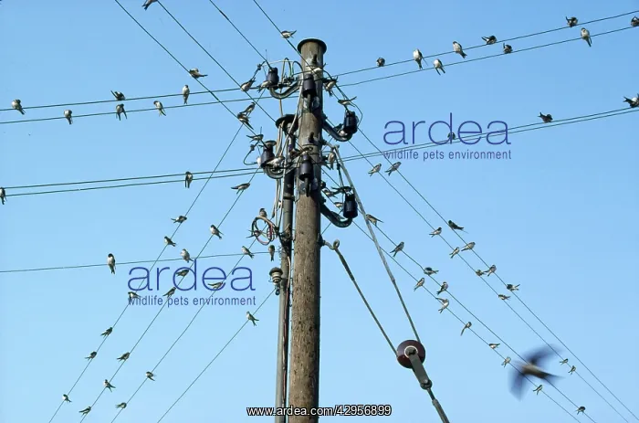: Swallows - gathering on telephone wires : Swallows - gathering on telephone wires