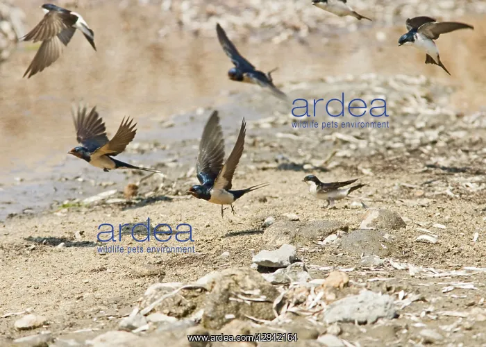 : Swallows and House Martins (Delichon urbica) - : Swallows and House Martins (Delichon urbica) -