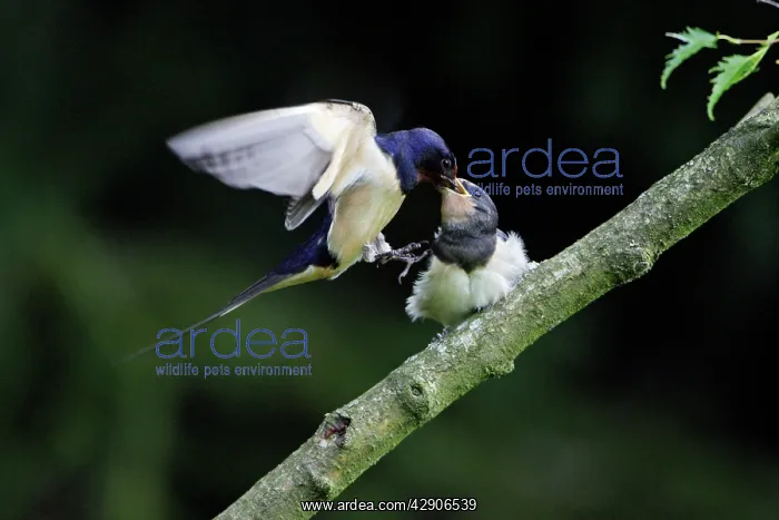 : Swallows - Parent bird feeding young bird on the wing : Swallows - Parent bird feeding young bird on the wing
