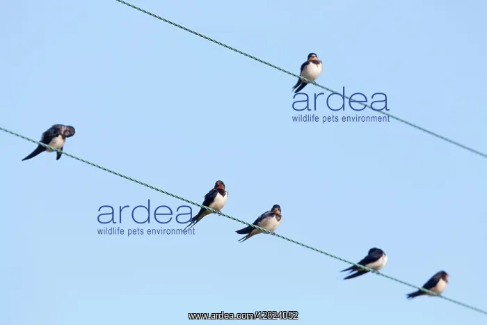 : Swallows - perched on a wire : Swallows - perched on a wire