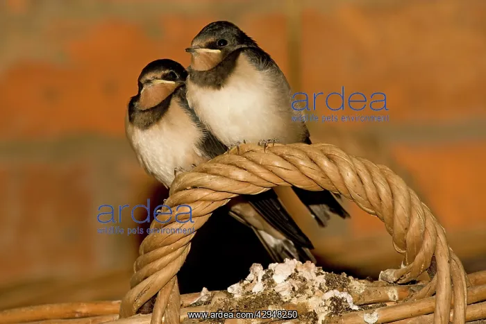 : Swallows - Two young perched on basket handle : Swallows - Two young perched on basket handle