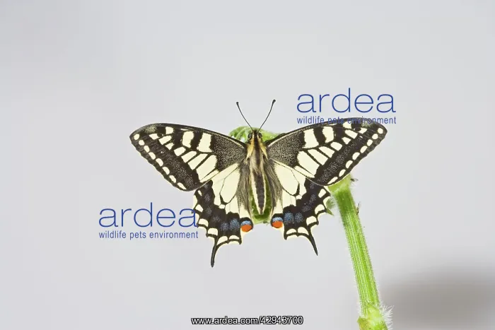  : Swallowtail