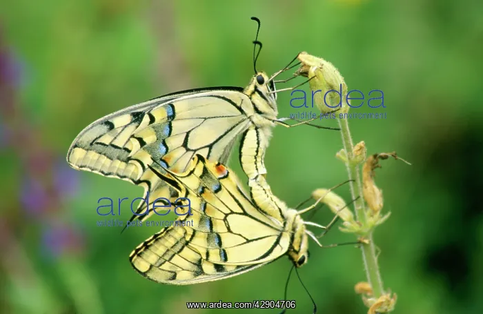 : SWALLOWTAIL Butterflies - mating : SWALLOWTAIL Butterflies - mating