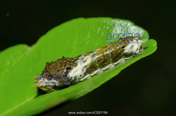 : Swallowtail Butterflly Caterpillar - on leaf - Klungkung : Swallowtail Butterflly Caterpillar - on leaf - Klungkung