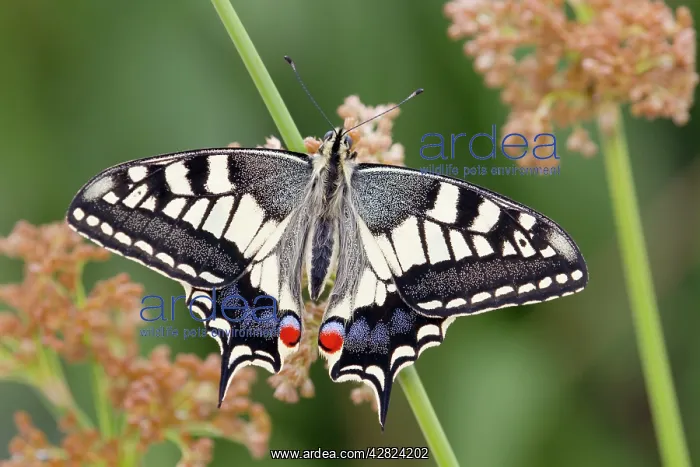 : Swallowtail Butterfly : Swallowtail Butterfly