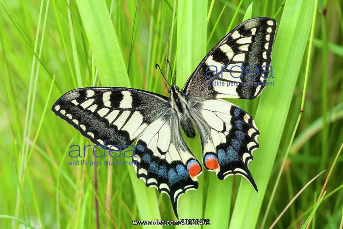 : Swallowtail Butterfly : Swallowtail Butterfly