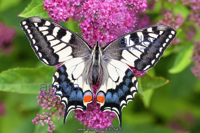 : Swallowtail Butterfly : Swallowtail Butterfly