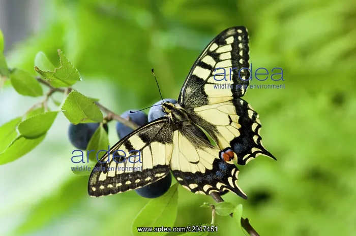 : Swallowtail Butterfly - on blackthorn : Swallowtail Butterfly - on blackthorn