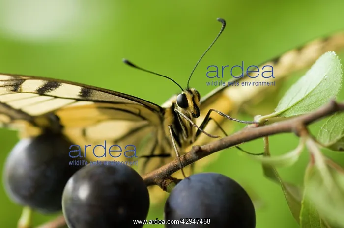 : Swallowtail Butterfly - on blackthorn : Swallowtail Butterfly - on blackthorn