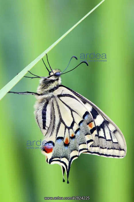 : Swallowtail Butterfly - on blade of grass : Swallowtail Butterfly - on blade of grass
