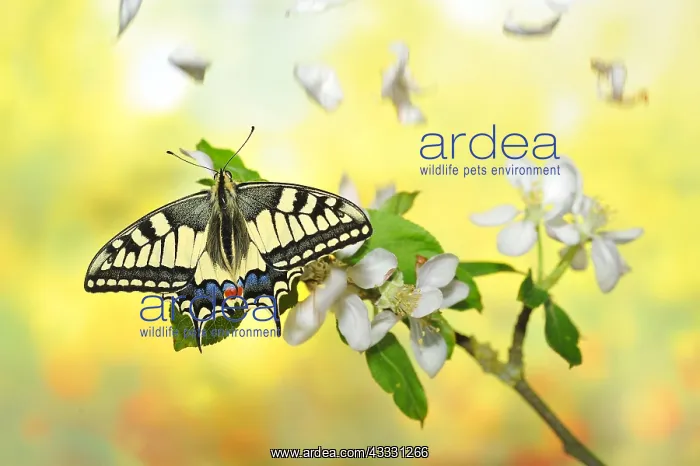 : Swallowtail Butterfly on a branch Apple and petals : Swallowtail Butterfly on a branch Apple and petals