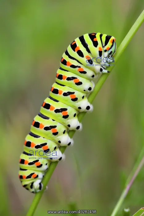 : Swallowtail Butterfly Caterpillar, resting on plant : Swallowtail Butterfly Caterpillar, resting on plant