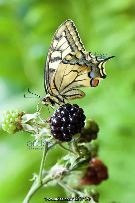 : Swallowtail Butterfly - on dewberry : Swallowtail Butterfly - on dewberry
