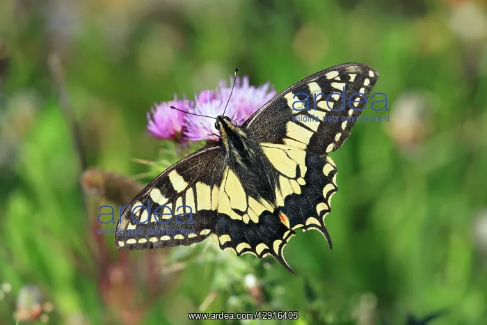 : Swallowtail Butterfly - feeding on thistle flower : Swallowtail Butterfly - feeding on thistle flower
