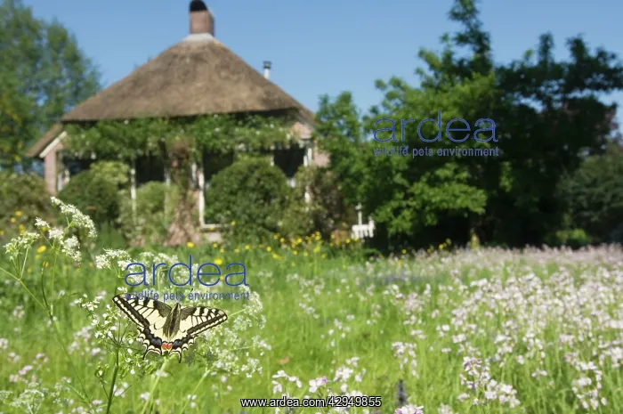 : Swallowtail Butterfly - In field of flowers in : Swallowtail Butterfly - In field of flowers in