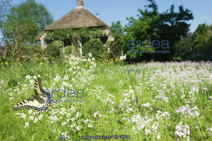 : Swallowtail Butterfly - In field of flowers in : Swallowtail Butterfly - In field of flowers in